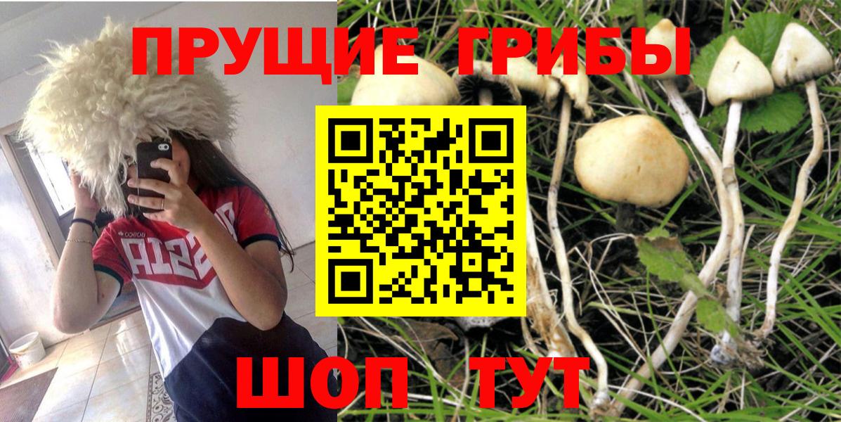 Псилоцибиновые грибы мицелий Можга